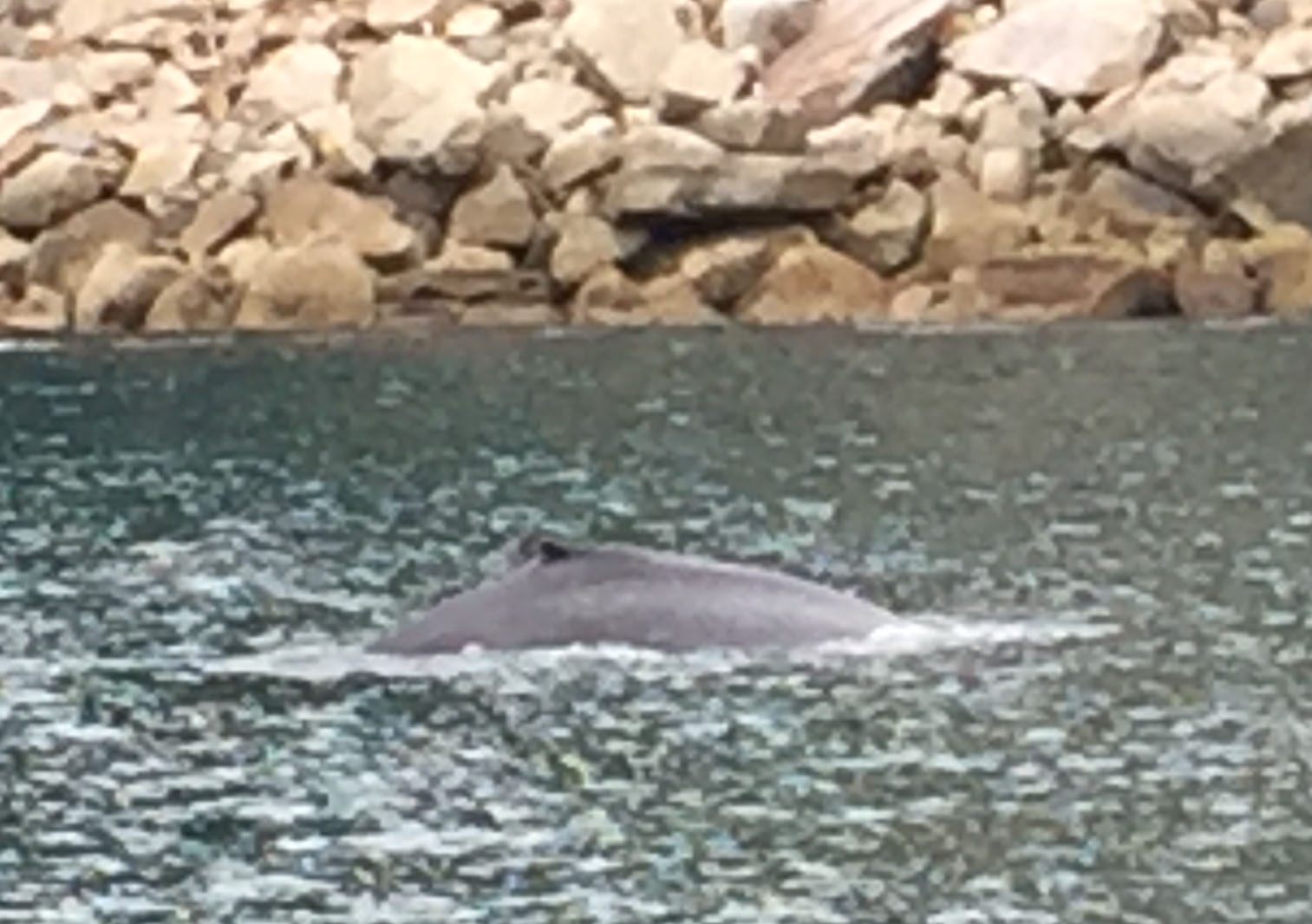 crophumpbackIMG_1982